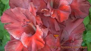 Гладиолус крупноцветковый Шоколад (gladiolus) ? обзор: как сажать, рассада гладиолуса Шоколад