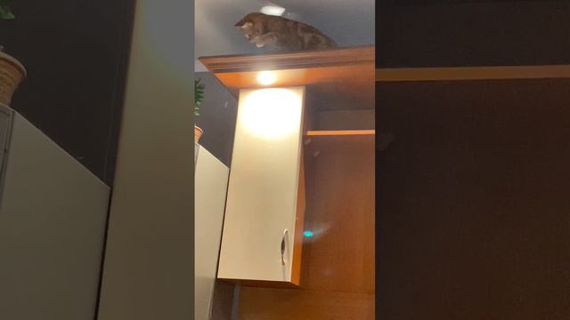 Мухоловки