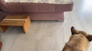 Кроме Маши никто не хочет утром вставать / Вася 🐈⬛