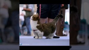 Мимишные котики манчкины!!!