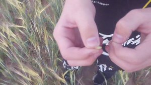 Зерно ЯЧМЕНЬ каким он бывает? Видео про яровую Ячмень.