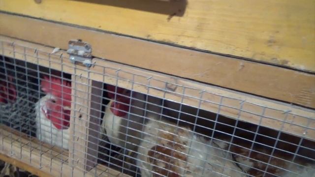 Синица, голуби, перепела, попугаи, морские свинки и многое другое. смотреть онлайн