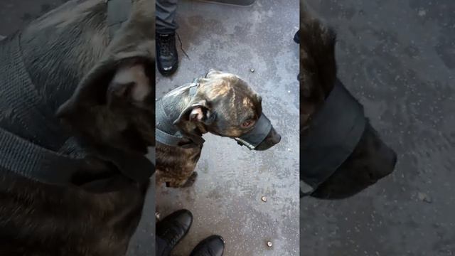 мы в автобусе - on the bus with a dog