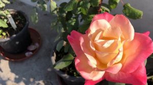 A BEAUTIFUL MULTICOLOR ROSE (DIANA, PRINCESS OF WALES) #rose #rose_series #dianaprincessofwales