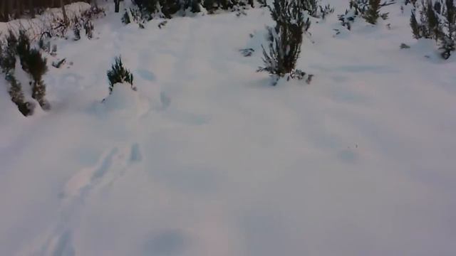 Доберманите Дан и Дика си играят в снега .mp4 смотреть онлайн