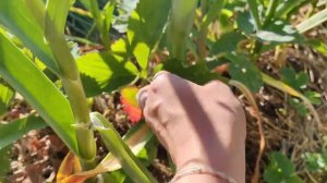 Синий трактор - овощи и ягоды.mp4