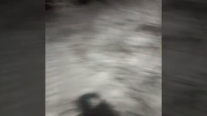 Братская Гэс, лиса утащила сумочку)