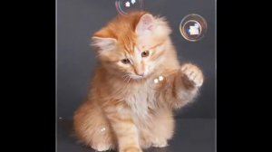 Пение кошек