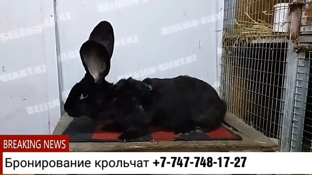 Кролики великаны породы Ризен, Фландр смотреть онлайн