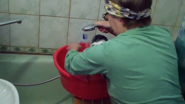 Как искупать собаку папийона