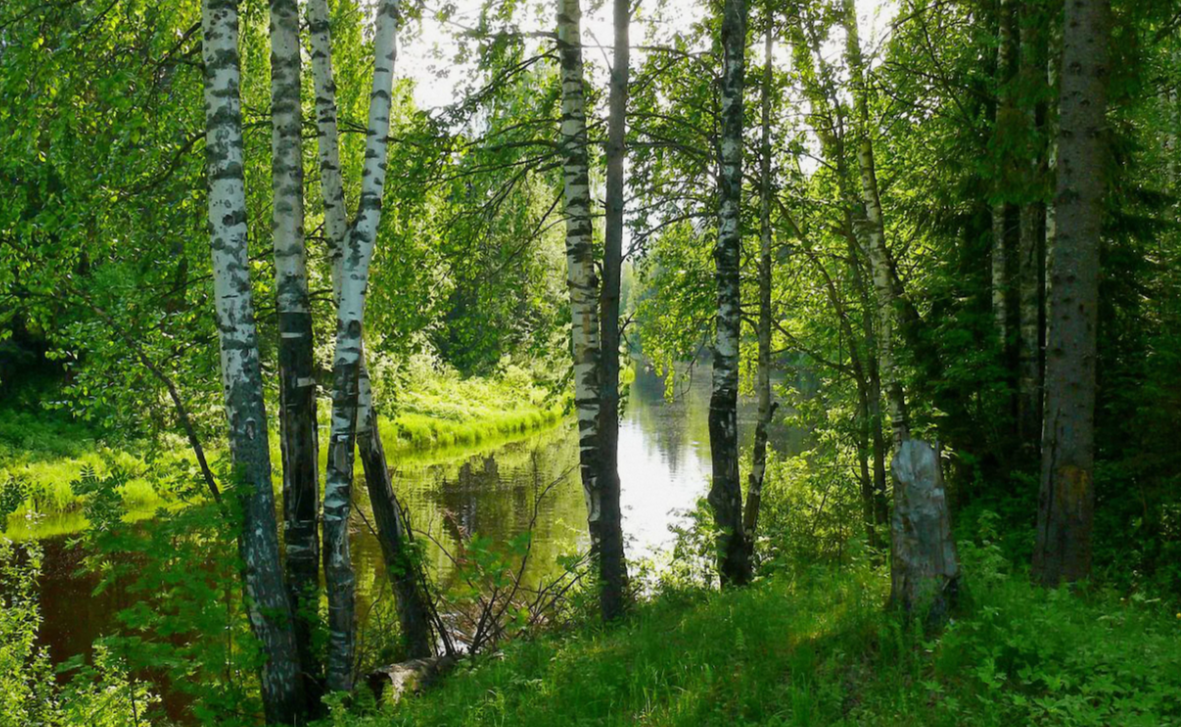 Плечи