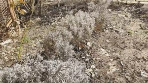 Сравнение двух видов лаванды после зимы.