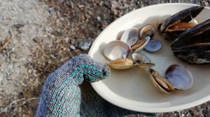 Старт сезона сбора морского ежа и ракушки / Sea urchins, snails & sea weed