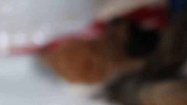 котята мейн кун смотреть онлайн