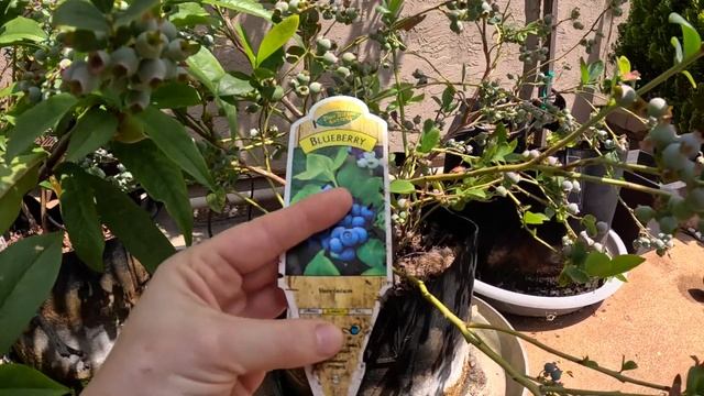 Прогулка вдоль океана. Тестирую газонокосилку. Подрезка кустов на заднем дворе смотреть онлайн