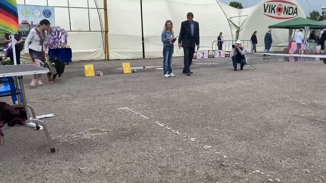 Выставка 18 июня. Рыбинск. Моно Бернский зенненхунд смотреть онлайн