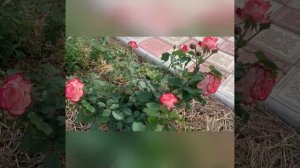 Юбилей Принца Монако - шедевральная Роза для Вашего Сада