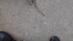 Жесть поймали старую крысу
