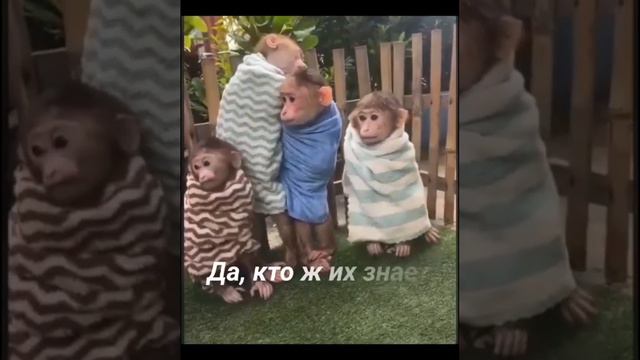 Смешные обезьянки🐵🐒