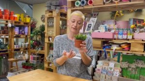 Рипсалис мезембриантемум - суккулент имитирующий хвою