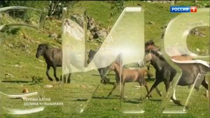 Рекламная заставка "России 1" (Лошади, Горный Алтай, 2020 г.)