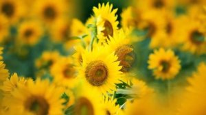 Новая, Невероятно красивая музыка Сергей Грищук! Невероятно Чарующая музыка для души #2