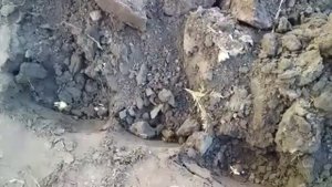 Сажаю тюльпаны и нарциссы .Моя клумба осенью.