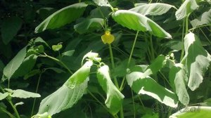 Красота Беларуси 2. Деревни белорусские, поля, пейзажи.