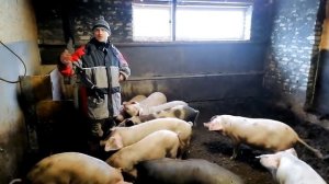 Миллион на свиньях.Обзор пьетренов , дюрков ,ландрасов .Свиньи на откорм.