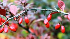 Выращивание Барбариса как бизнес идея