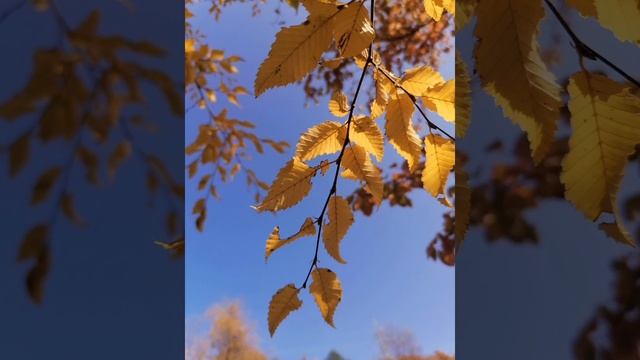 Исцеление от аллергии. Настрои Г. Сытина. смотреть онлайн