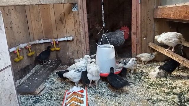 На те же грабли...Можно ли содержать совместно перепелов и цыплят? смотреть онлайн