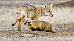 Странная дружба койота и барсука. Койот и барсук охотятся вместе!