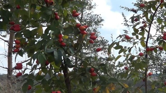 Полезный для здоровья шиповник и его плоды.