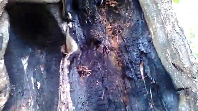 дерево после грозы смотреть онлайн