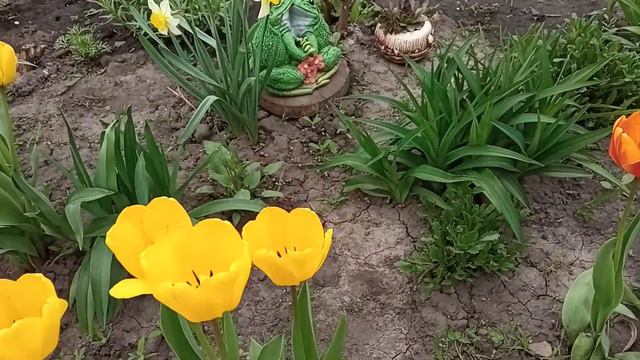 #весеннийсад Мой сад в начале мая 🎈❤️🌷 смотреть онлайн