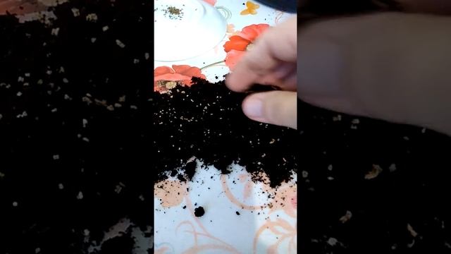 Украсьте свой сад гацанией