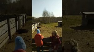 Вьетнамские вислобрюхие свиньи на вольном выпасе круглый год.