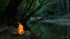 Выращивание табака на огороде для курения