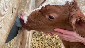 Теленок, который смог...