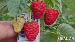 ЛУЧШИЕ СОРТА МАЛИНЫ И ЕЖЕВИКИ