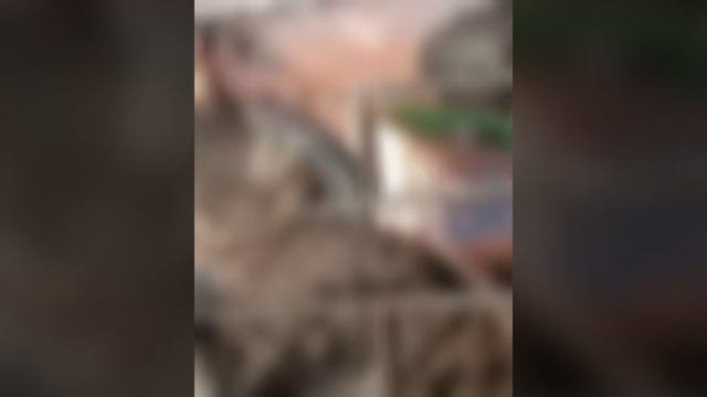 Кот кричит от боли, потому что застрял шеей в прутьях.