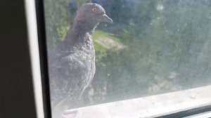 Одинокий голубь на карнизе за окном, смотрит на меня, стучится в дом...