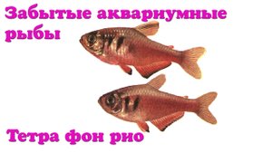 Забытые аквариумные рыбы - Тетра фон рио