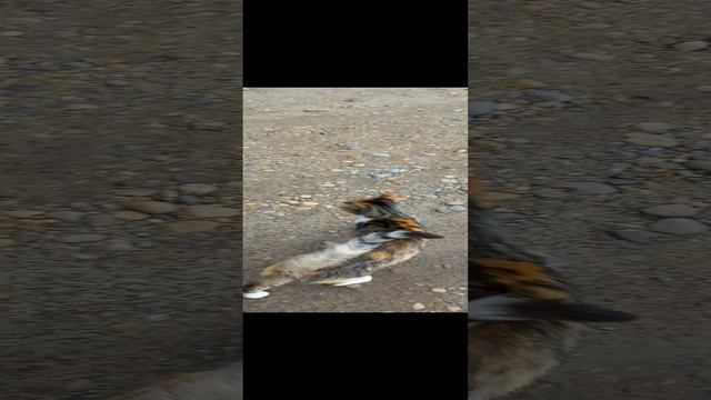 Нашествие котиков смотреть онлайн