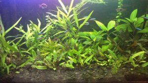 Ричия и мох Рождественский.