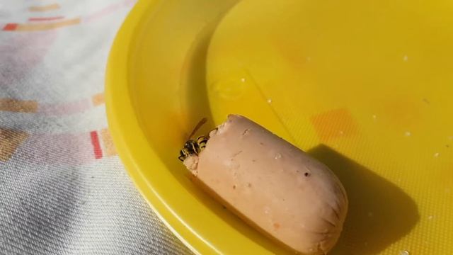 Впервые такое вижу!!! Осы отгрызают сосиску и куда-то её таскают. смотреть онлайн