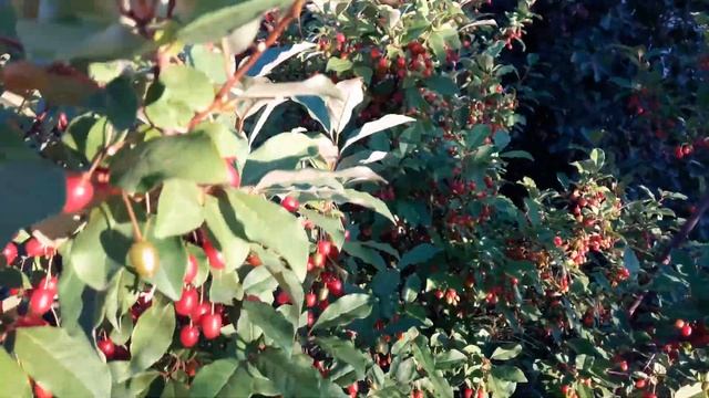 ЛОХ. Настоящий Лох! Что такое лох? Лечебные Ягоды ЛОХ Berries in Belarus Kate BY смотреть онлайн