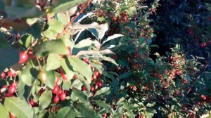 ЛОХ. Настоящий Лох! Что такое лох? Лечебные Ягоды ЛОХ Berries in Belarus Kate BY
