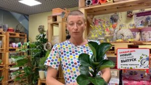 Несравненный Фикус Лирата Бамбино | Вы знаете много видов? |  Комнатный цветок фикус